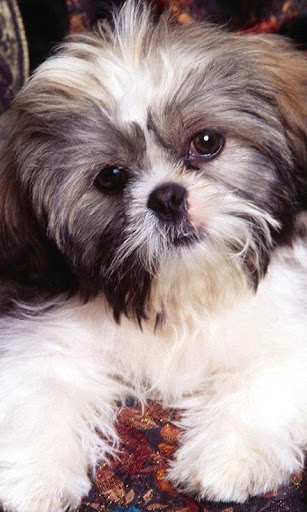 Shih Tzu Wallpapers