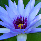Blue Water Lily