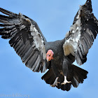 California Condor