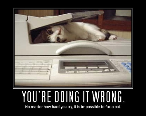 [faxcat[5].jpg]