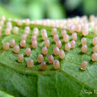 Actinote butterfly eggs