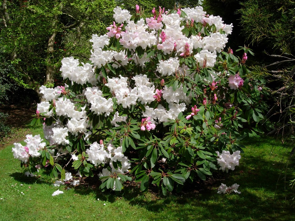 Rododendro. Rhododendron