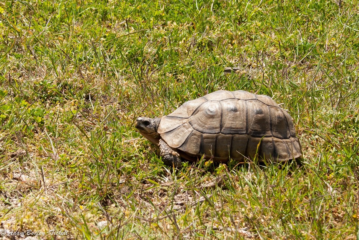 Angulate tortoise (light phase)