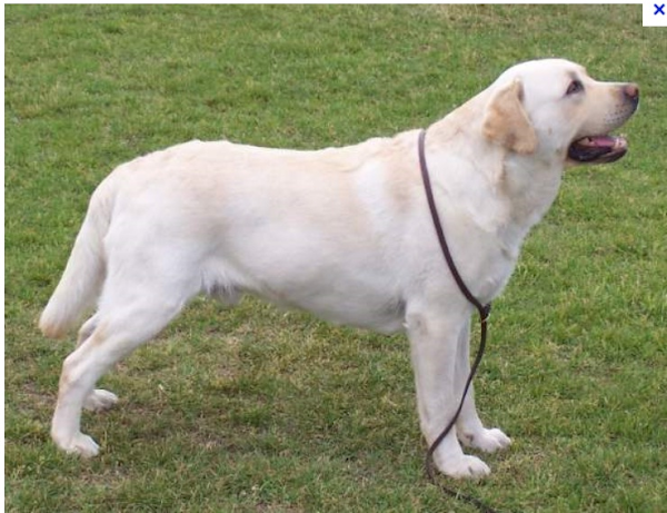 labrador