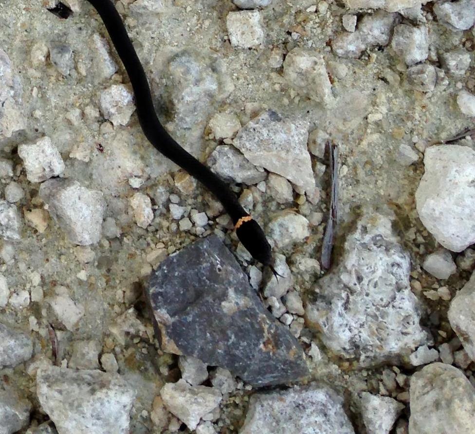 Southern Ringneck Snake