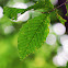 Beech Tree (leaf)