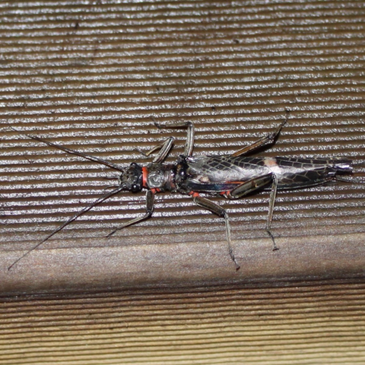 Tasmanian Stonefly