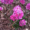 Sea Pink, Sea Thrift, Common Thrift