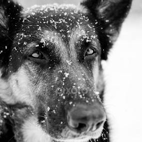 Contrast by Mikahla Dorey - Black & White Animals