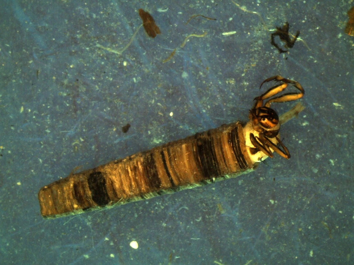 Caddisfly larva - American Grannom