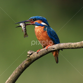 Kingfisher by Matteo Chinellato - Animals Birds
