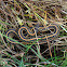 Plains Garter Snake