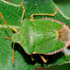 Green vegetable bug, chinche verde