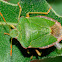 Green vegetable bug, chinche verde