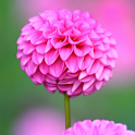 Beautiful Flowers Wallpaper 4 logo