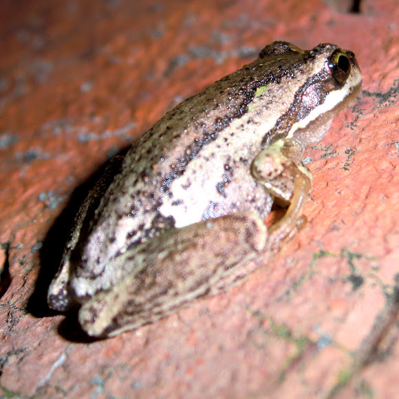 Whistling tree frog Project Noah