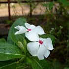 Catharanthus roseus