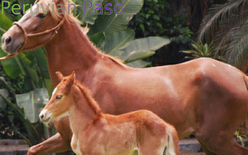 【免費教育App】Top 20 Horse Breeds-APP點子