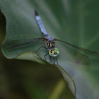 Blue Dasher