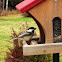 Black capped chickadee