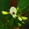 Chinese bush clover