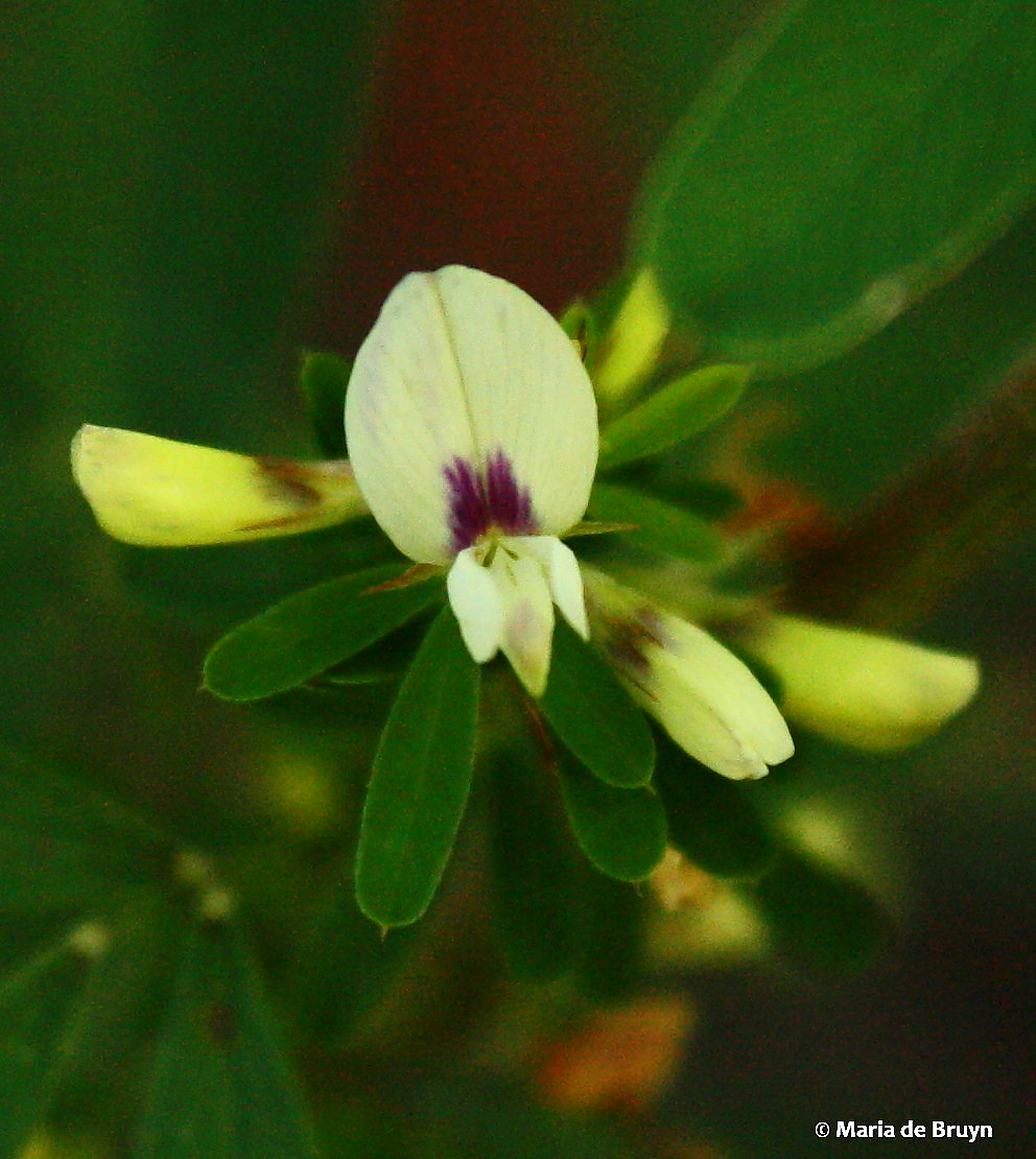 Chinese bush clover