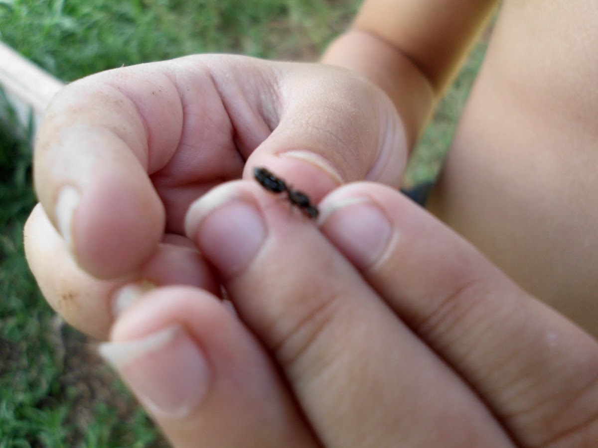 Black Garden Ant