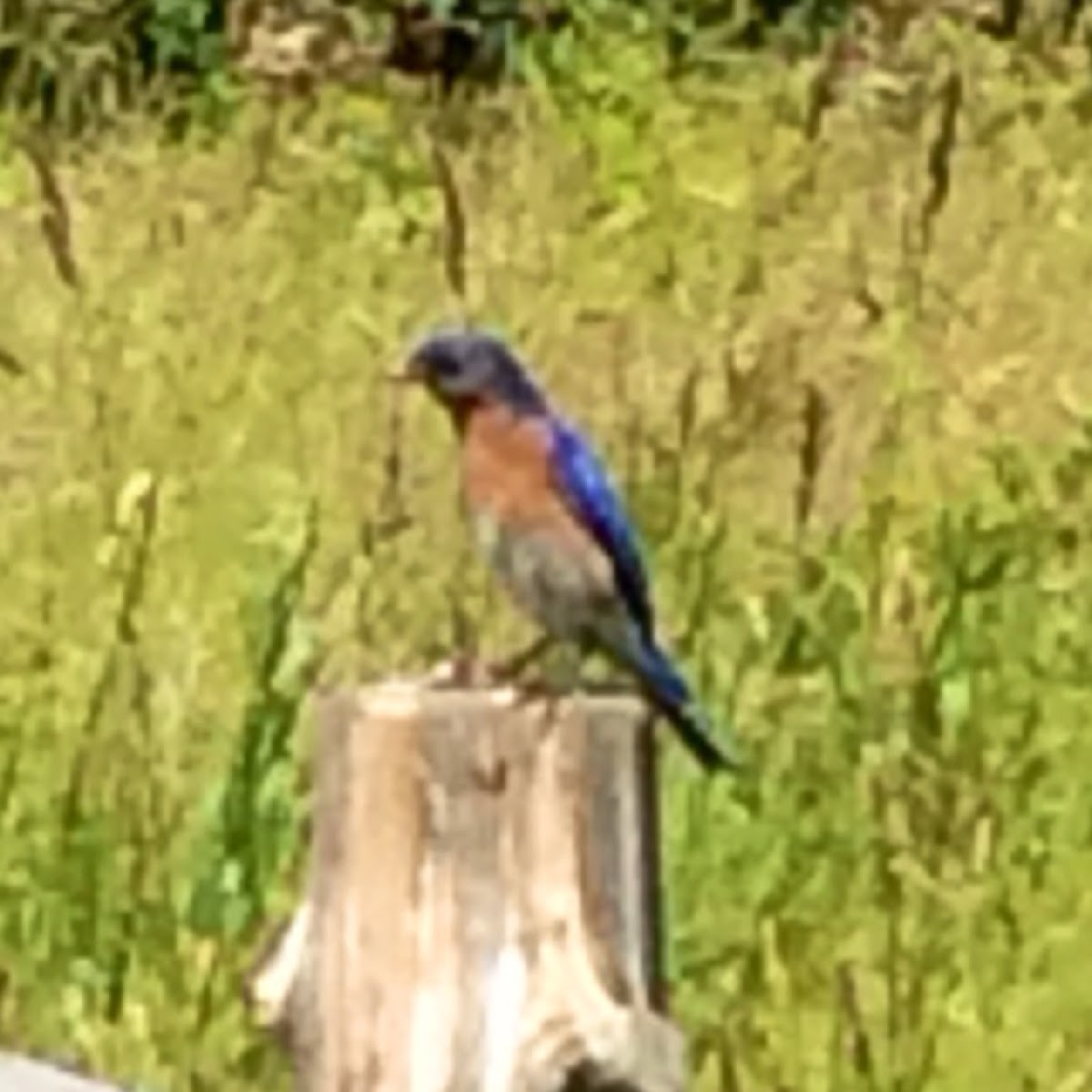 Eastern Blue Bird