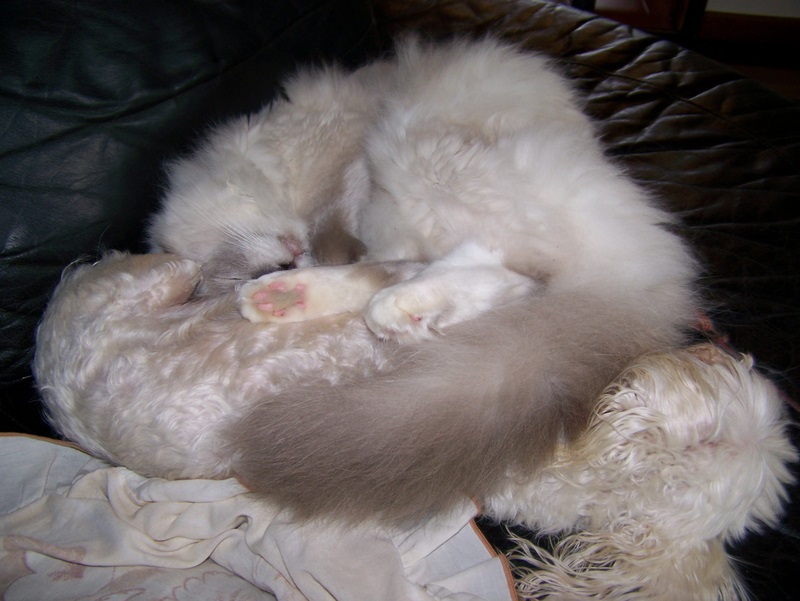 http://lh6.ggpht.com/hingehead/SK0EZujK8JI/AAAAAAAAAKU/FzLDyD_F3Co/s800/img%20015.jpg