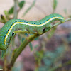 African Migrant Caterpillar