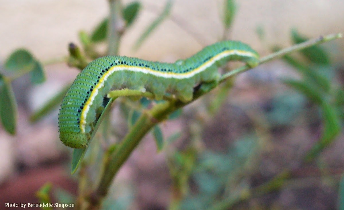 African Migrant Caterpillar Project Noah