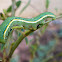 African Migrant Caterpillar