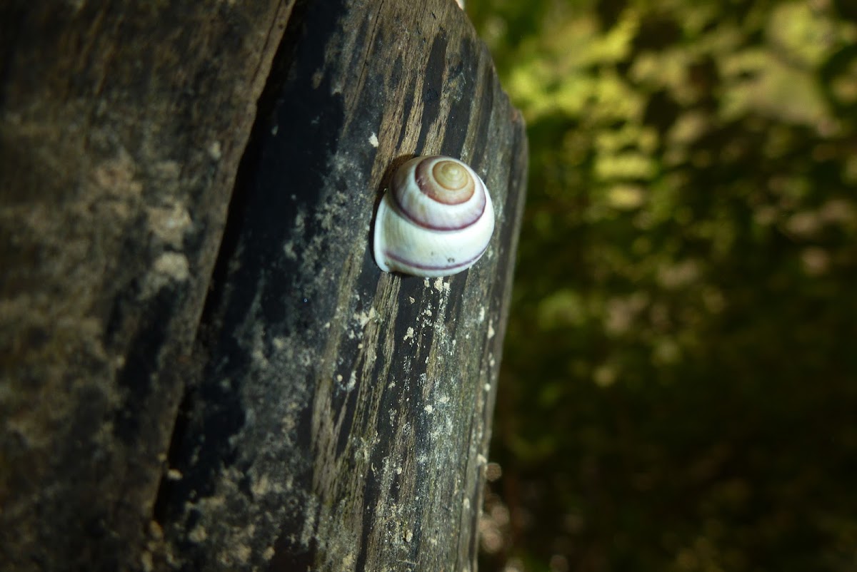 Tree Snail