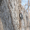 Downy woodpecker (male)