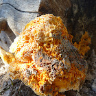 Orange fungus- Pycnoporellus alboluteus?