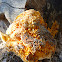 Orange fungus- Pycnoporellus alboluteus?