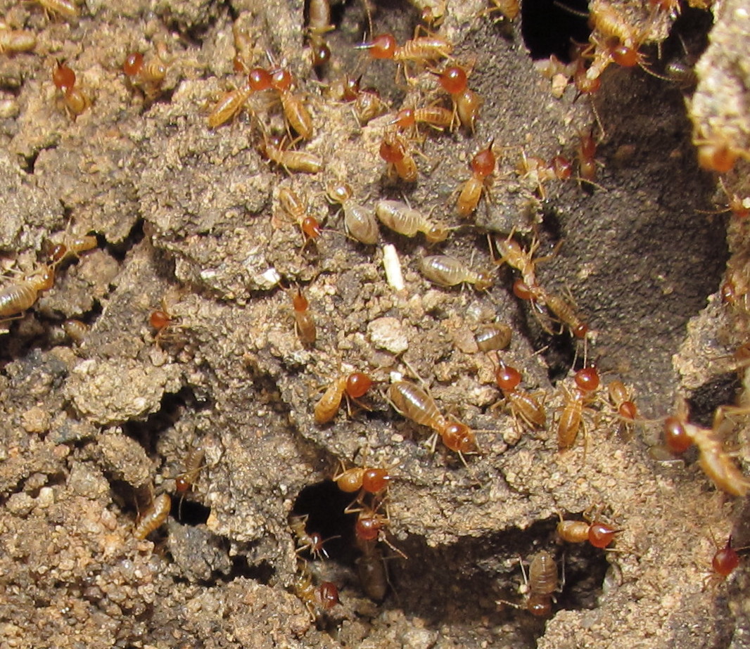 Snouted harvester termites