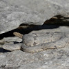 Rock Rattlesnake