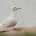 Glaucous Gull