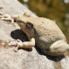 California Tree Frog