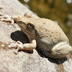 California Tree Frog