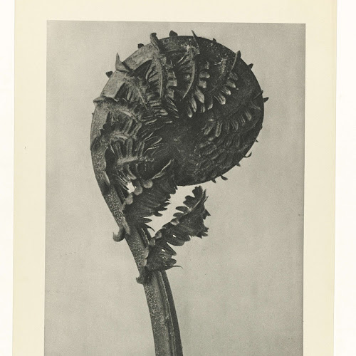 Plantstudie, Karl Blossfeldt, 1928 Rijksmuseum