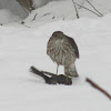 Sharp-shinned Hawk (juvenile)