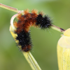 Banded woolly bear caterpillar