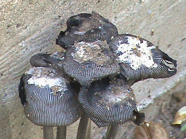 mushroom/ fungi