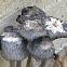mushroom/ fungi