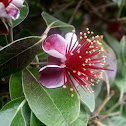 Feijoa flower