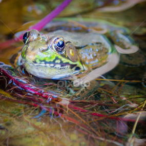 by Brian Kerr - Animals Amphibians