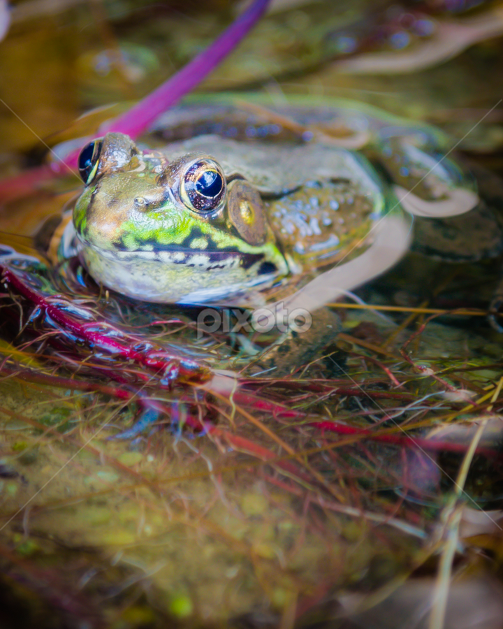 by Brian Kerr - Animals Amphibians