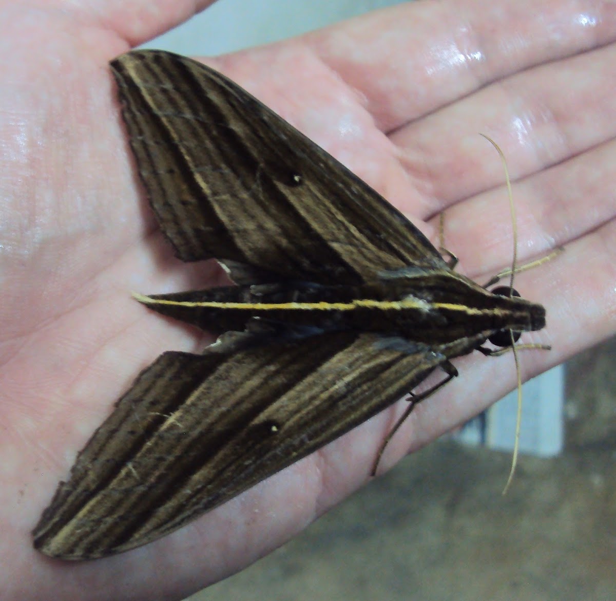 Arrow Moth